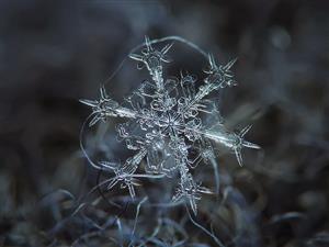 Snowflake Photography