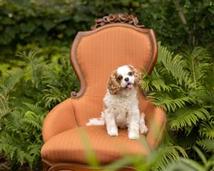 Pet Photography
