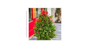 Boxwood Tree