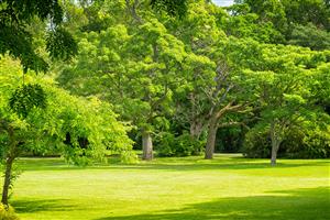 Landscaping with Trees