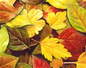 Watercolor Leaves