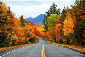 fall Foliage